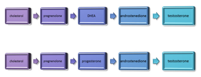 Cholesterol and Testosterone